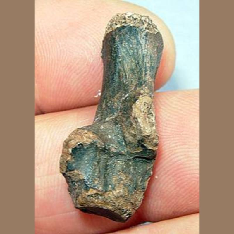 Raccoon (?) Calcaneum Fossil | Fossils & Artifacts for Sale | Paleo Enterprises | Fossils & Artifacts for Sale