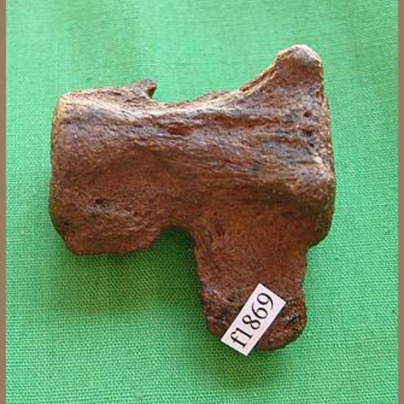 Giant Armadillo Vertebra Fossil | Fossils & Artifacts for Sale | Paleo Enterprises | Fossils & Artifacts for Sale