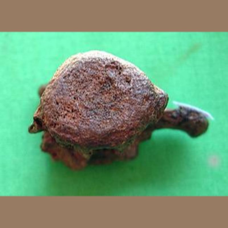 Giant Armadillo Vertebra Fossil | Fossils & Artifacts for Sale | Paleo Enterprises | Fossils & Artifacts for Sale