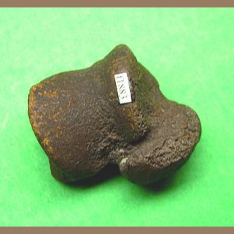 Capybara Astragalus Fossil | Fossils & Artifacts for Sale | Paleo Enterprises | Fossils & Artifacts for Sale