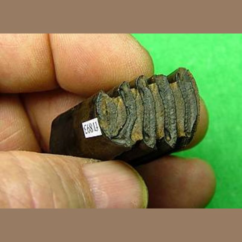 Capybara Molar Fossil | Fossils & Artifacts for Sale | Paleo Enterprises | Fossils & Artifacts for Sale