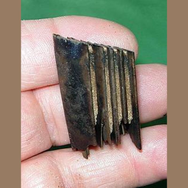 Capybara Molar Fossil | Fossils & Artifacts for Sale | Paleo Enterprises | Fossils & Artifacts for Sale