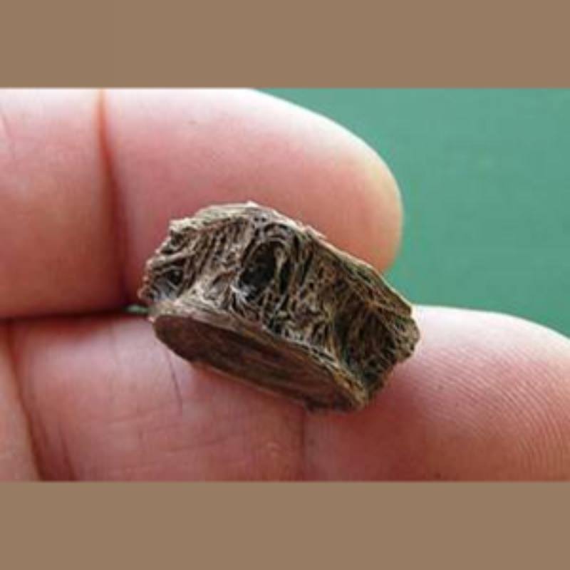 Red Fish Vertebra Fossil | Fossils & Artifacts for Sale | Paleo Enterprises | Fossils & Artifacts for Sale