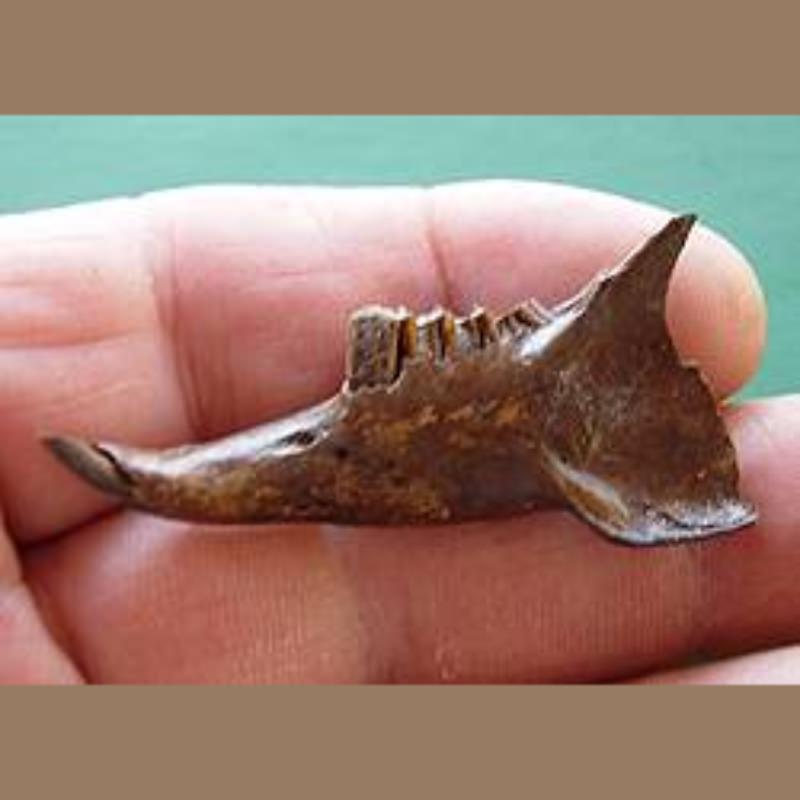 Fossils Rabbit Mandible Fossil | Fossils & Artifacts for Sale | Paleo Enterprises | Fossils & Artifacts for Sale
