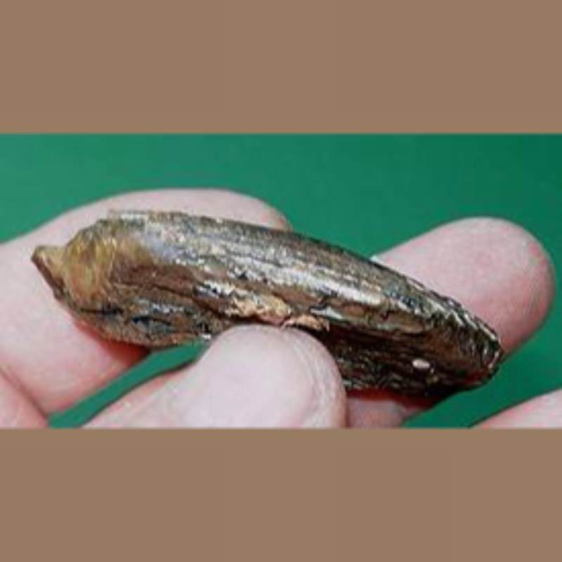 Giant Beaver Incisor Partial Fossil | Fossils & Artifacts for Sale | Paleo Enterprises | Fossils & Artifacts for Sale
