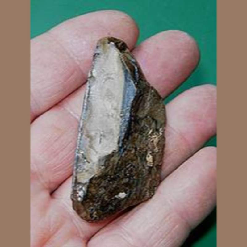 Giant Beaver Incisor Partial Fossil | Fossils & Artifacts for Sale | Paleo Enterprises | Fossils & Artifacts for Sale