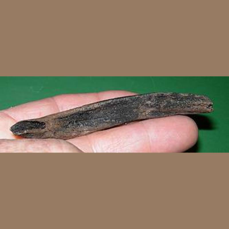 Baby Manatee Rib Fossil | Fossils & Artifacts for Sale | Paleo Enterprises | Fossils & Artifacts for Sale