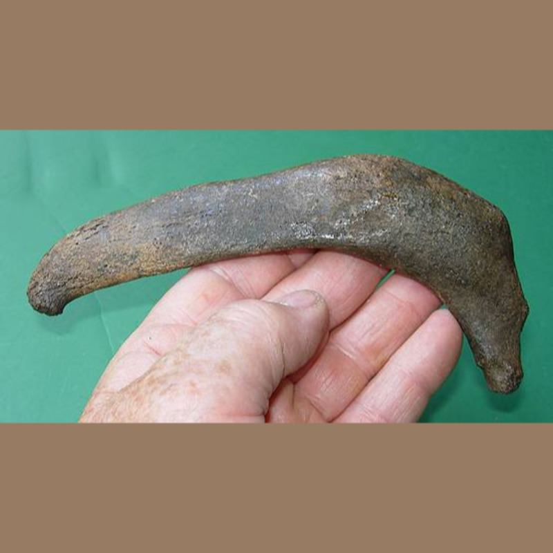 Manatee Rib Fossil | Fossils & Artifacts for Sale | Paleo Enterprises | Fossils & Artifacts for Sale