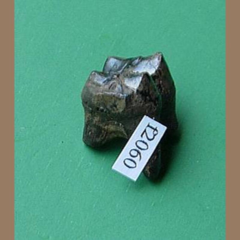 Peccary Tooth  Fossil | Fossils & Artifacts for Sale | Paleo Enterprises | Fossils & Artifacts for Sale
