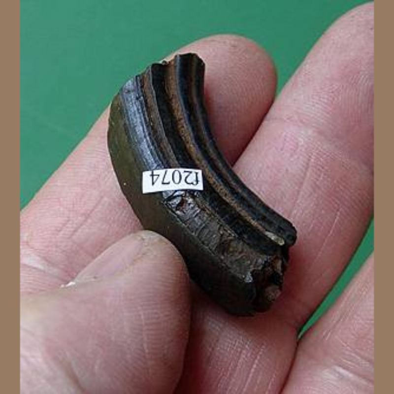 Giant Beaver Molar Fossil | Fossils & Artifacts for Sale | Paleo Enterprises | Fossils & Artifacts for Sale