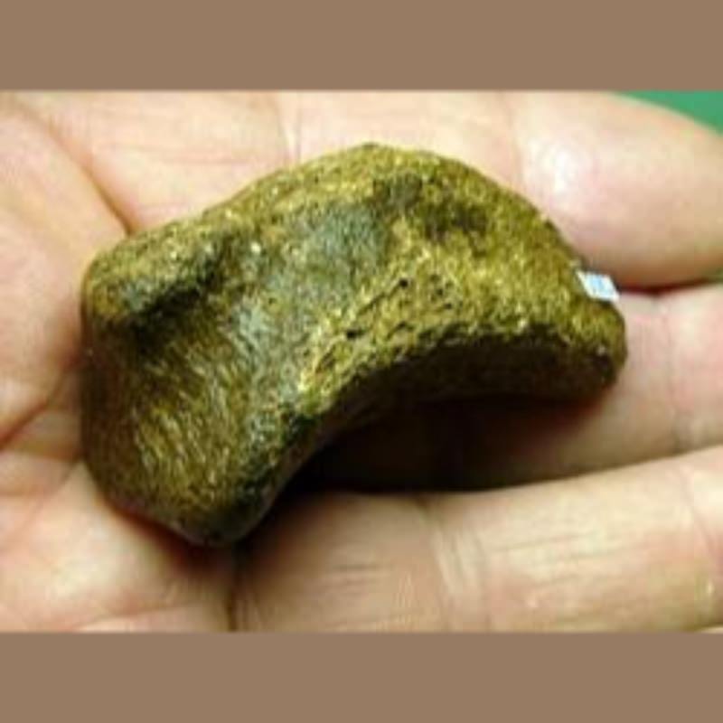 Sloth Miniscus Probably | Fossils & Artifacts for Sale | Paleo Enterprises | Fossils & Artifacts for Sale