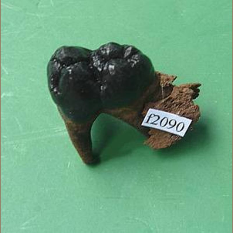 Peccary Tooth Fossil | Fossils & Artifacts for Sale | Paleo Enterprises | Fossils & Artifacts for Sale