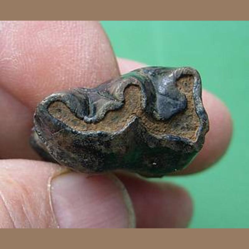 Tapir Premolar Fossil | Fossils & Artifacts for Sale | Paleo Enterprises | Fossils & Artifacts for Sale