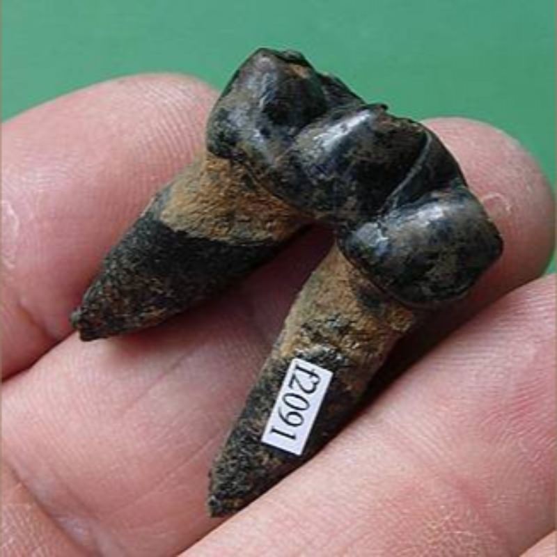 Tapir Premolar Fossil | Fossils & Artifacts for Sale | Paleo Enterprises | Fossils & Artifacts for Sale