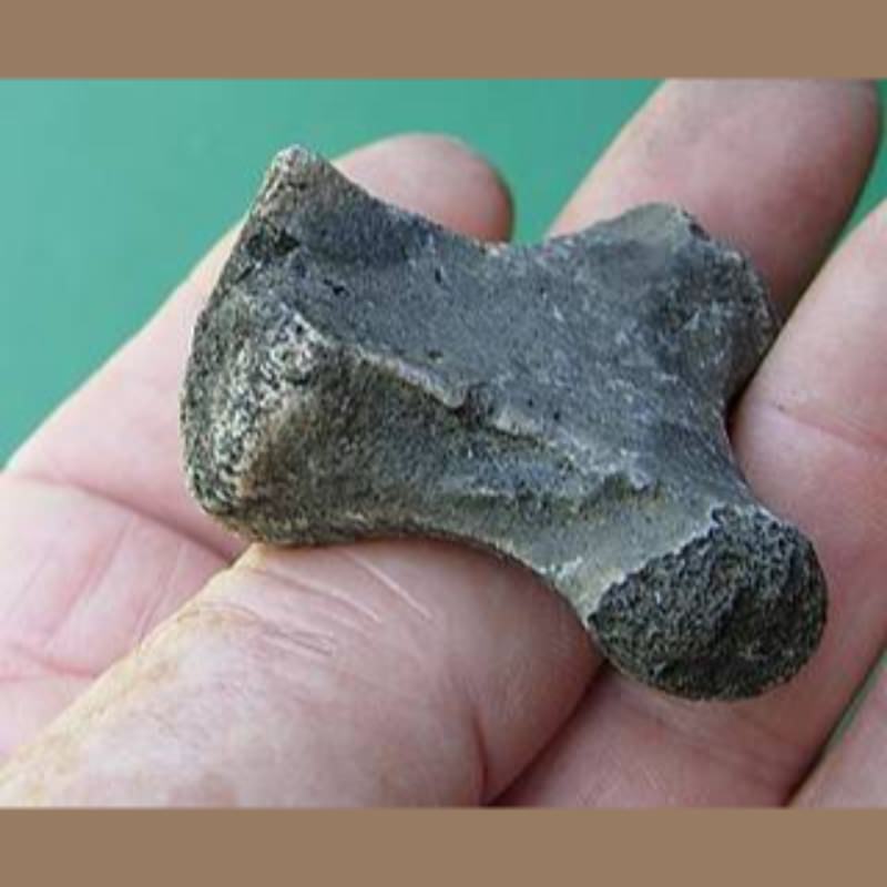 Manatee Occipital Fossil | Fossils & Artifacts for Sale | Paleo Enterprises | Fossils & Artifacts for Sale