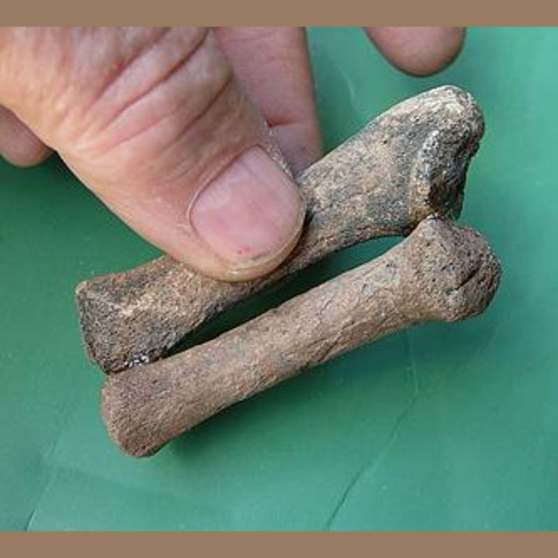 Baby Manatee Radio-Ulna Fossil | Fossils & Artifacts for Sale | Paleo Enterprises | Fossils & Artifacts for Sale