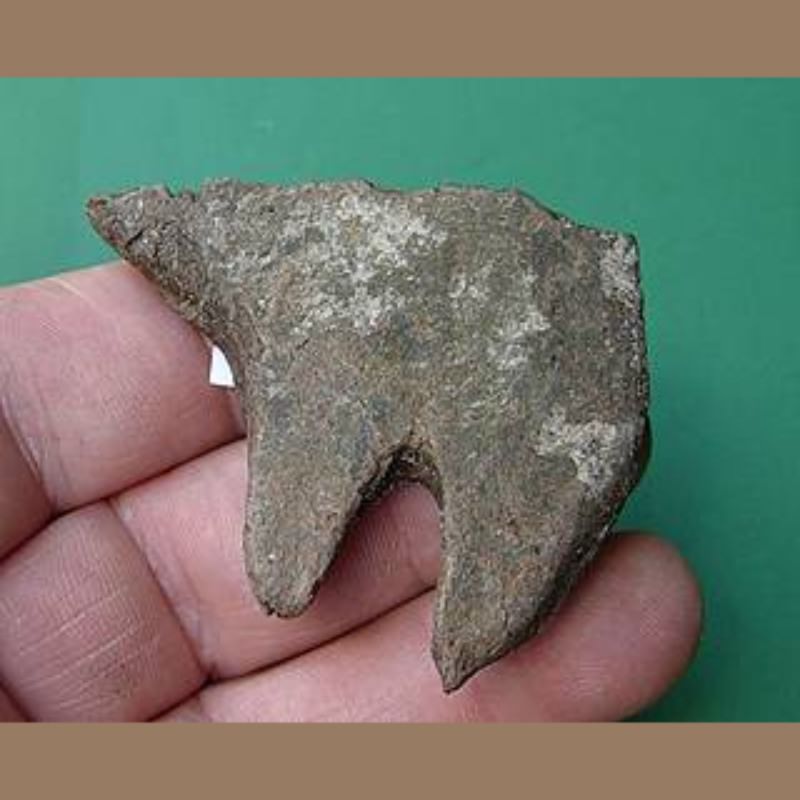 Softshelled Turtle Fossil | Fossils & Artifacts for Sale | Paleo Enterprises | Fossils & Artifacts for Sale