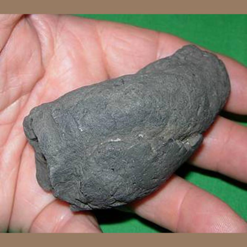 Coprolite Fossil | Fossils & Artifacts for Sale | Paleo Enterprises | Fossils & Artifacts for Sale