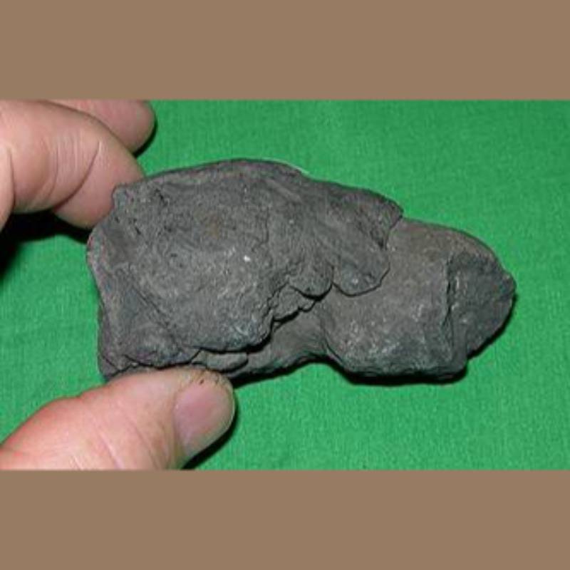 Coprolite Fossil | Fossils & Artifacts for Sale | Paleo Enterprises | Fossils & Artifacts for Sale