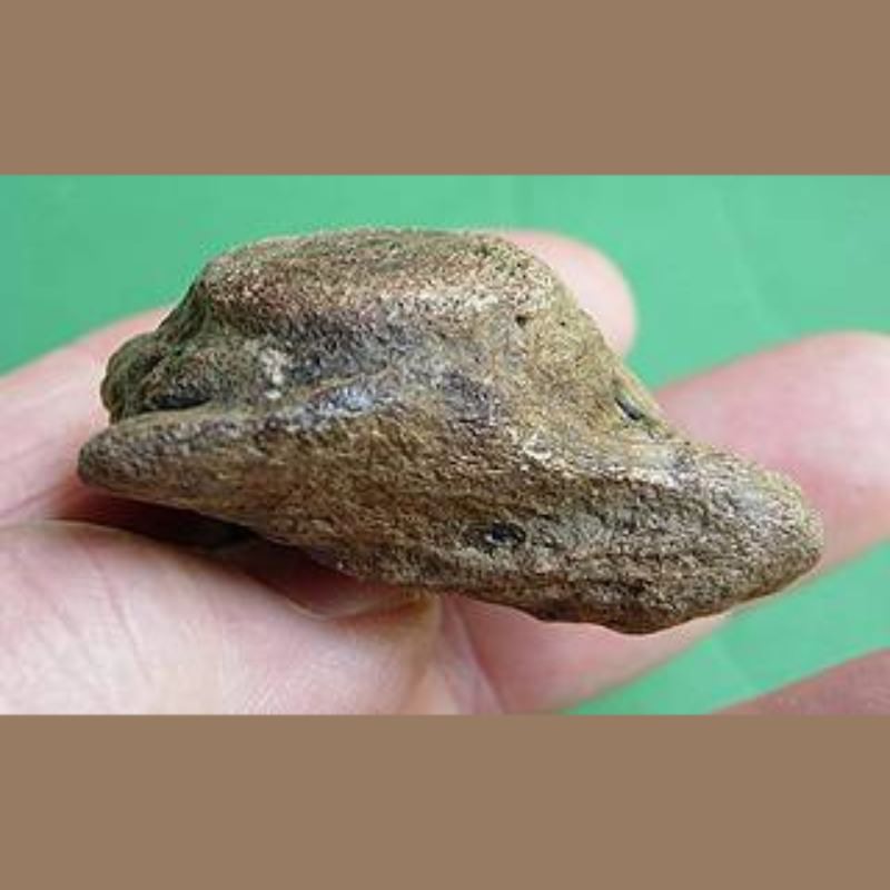 Sloth? Fossil | Fossils & Artifacts for Sale | Paleo Enterprises | Fossils & Artifacts for Sale
