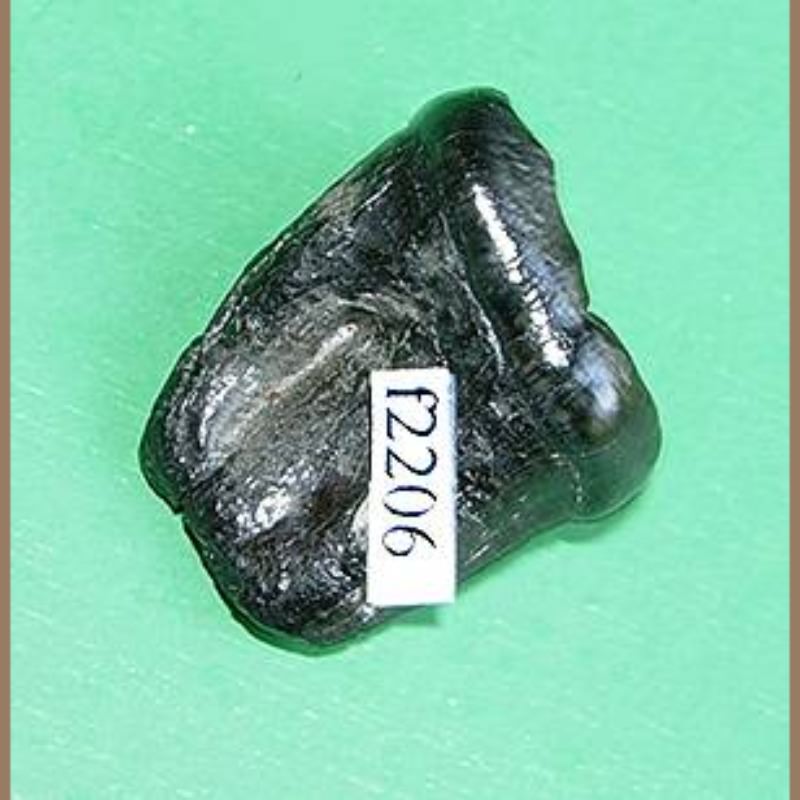Fossil Black Bear Tooth Fossil | Fossils & Artifacts for Sale | Paleo Enterprises | Fossils & Artifacts for Sale