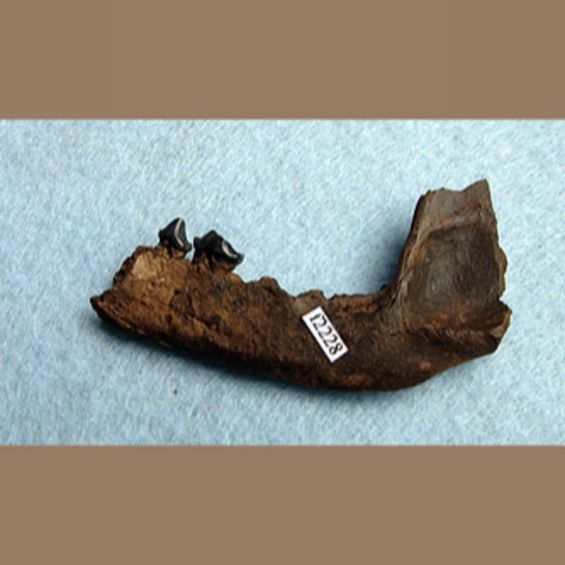 Raccoon Mandible Fossil | Fossils & Artifacts for Sale | Paleo Enterprises | Fossils & Artifacts for Sale