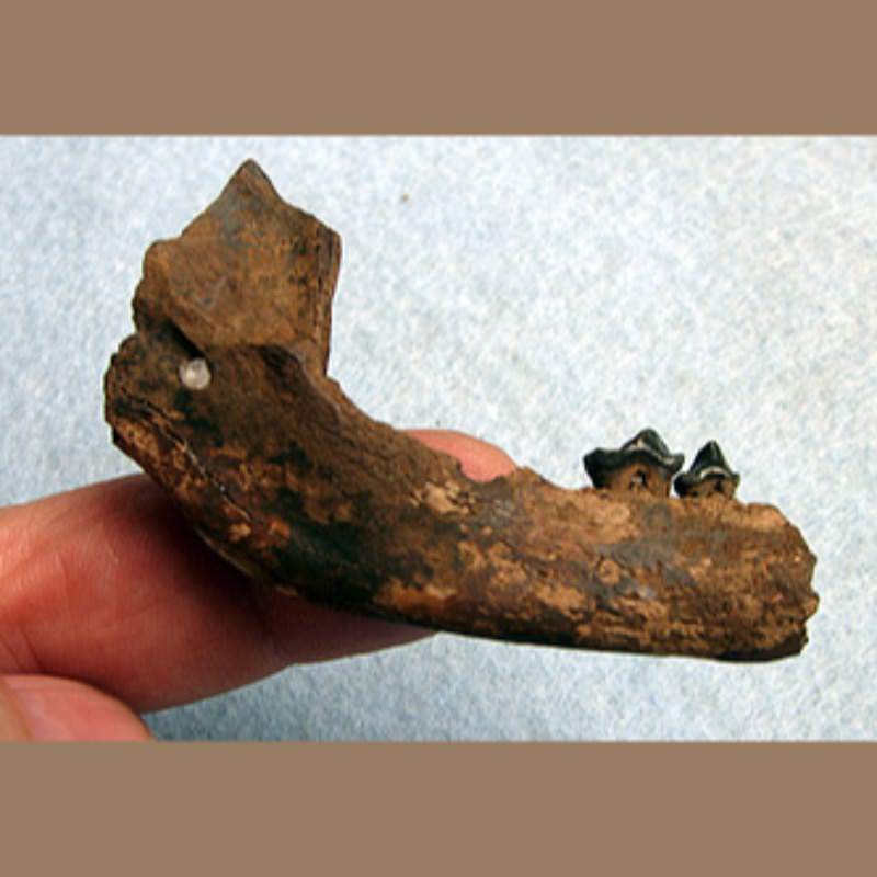 Raccoon Mandible Fossil | Fossils & Artifacts for Sale | Paleo Enterprises | Fossils & Artifacts for Sale