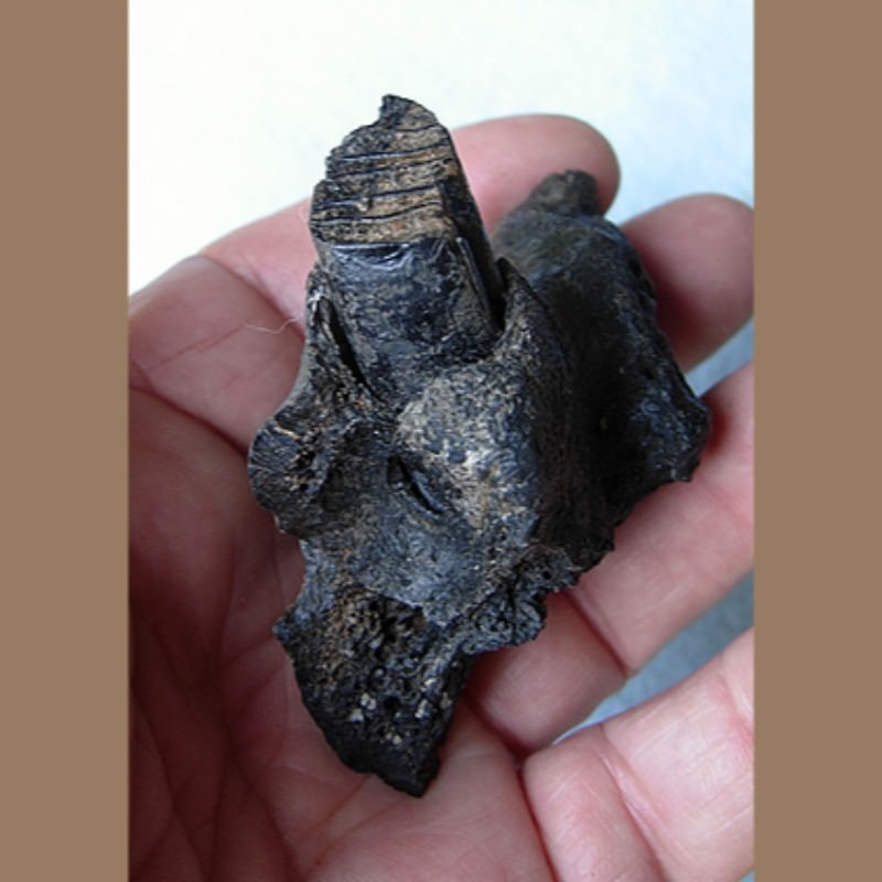 Giant Beaver Mandible With Molar  Fossil | Fossils & Artifacts for Sale | Paleo Enterprises | Fossils & Artifacts for Sale