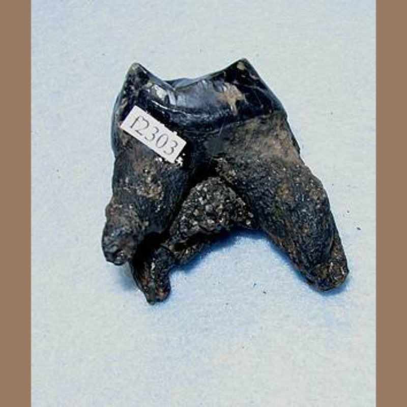 Tapir Molar Fossil | Fossils & Artifacts for Sale | Paleo Enterprises | Fossils & Artifacts for Sale