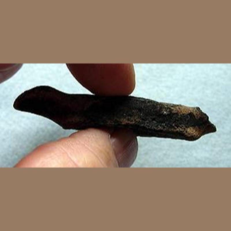 Manatee Cervical Vertebra Fossil | Fossils & Artifacts for Sale | Paleo Enterprises | Fossils & Artifacts for Sale