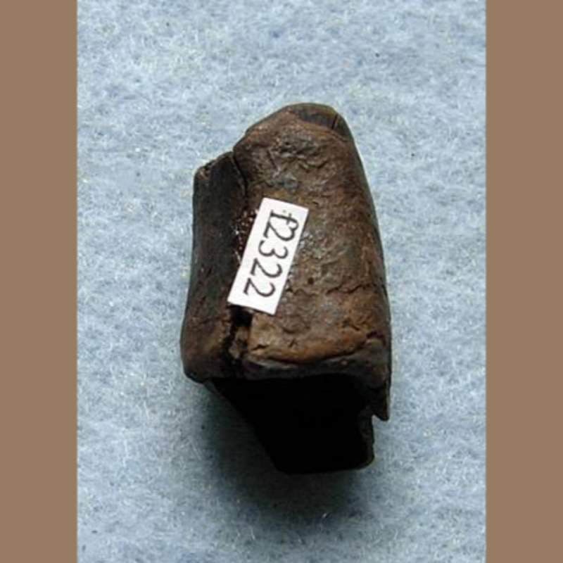 Sloth Tooth Fossil | Fossils & Artifacts for Sale | Paleo Enterprises | Fossils & Artifacts for Sale
