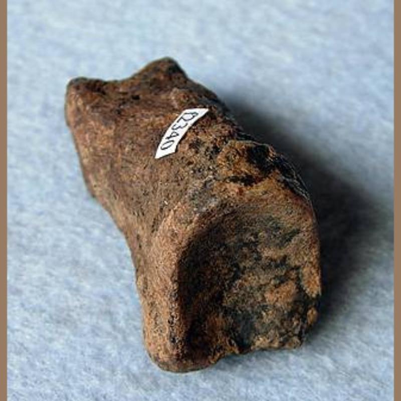 Sloth Phalange Fossil | Fossils & Artifacts for Sale | Paleo Enterprises | Fossils & Artifacts for Sale