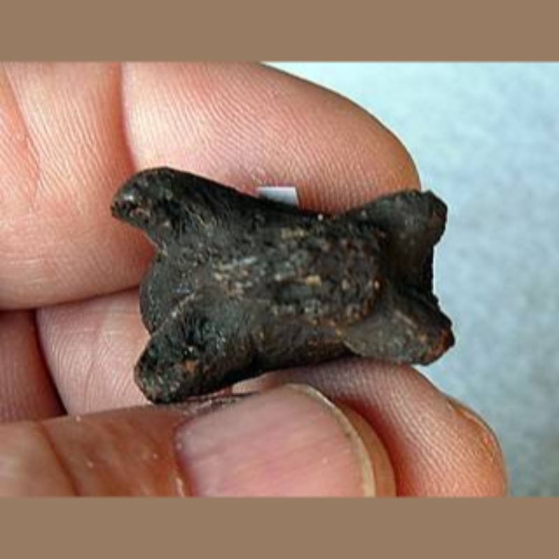 Snapping Turtle Fossil | Fossils & Artifacts for Sale | Paleo Enterprises | Fossils & Artifacts for Sale