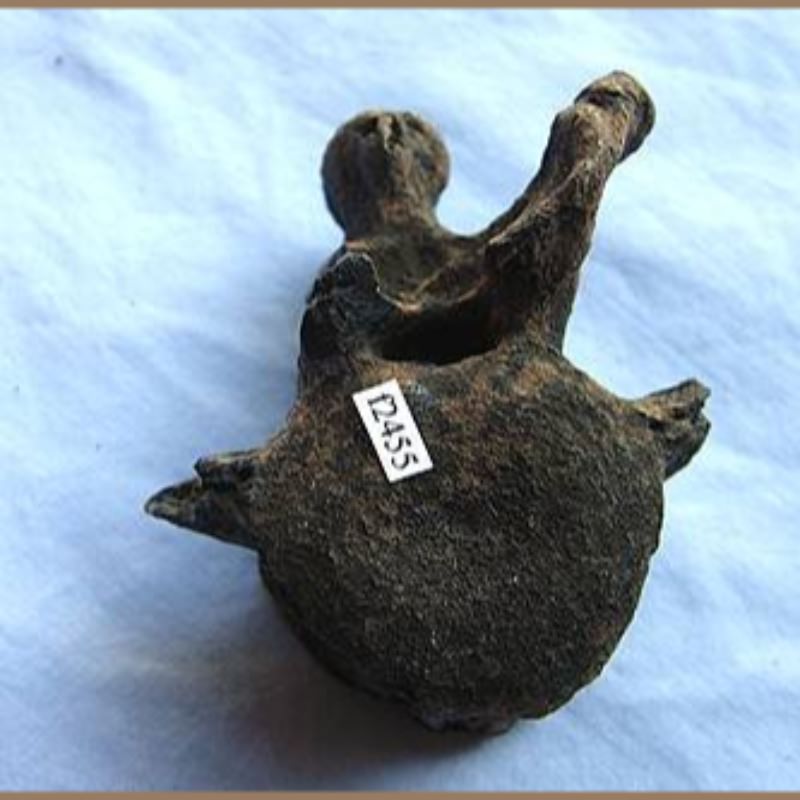 Capybara Vertebra Fossil | Fossils & Artifacts for Sale | Paleo Enterprises | Fossils & Artifacts for Sale
