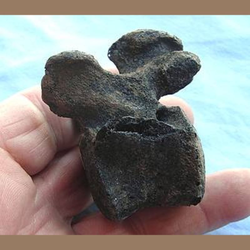 Capybara Vertebra Fossil | Fossils & Artifacts for Sale | Paleo Enterprises | Fossils & Artifacts for Sale