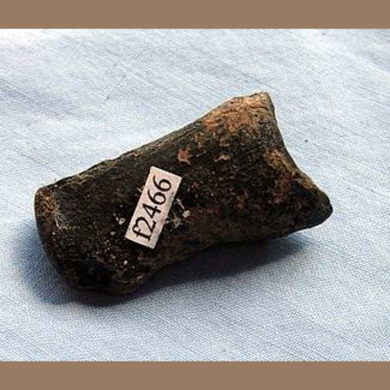 Capybara Phalange Fossil | Fossils & Artifacts for Sale | Paleo Enterprises | Fossils & Artifacts for Sale