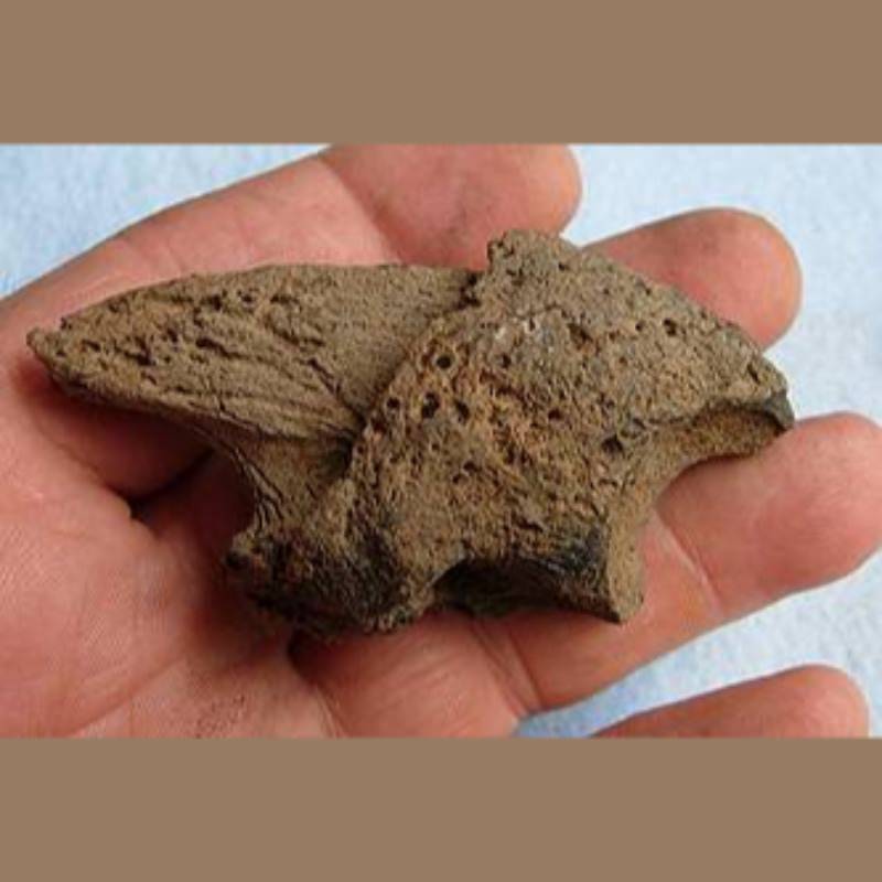 Giant Sloth Claw Fossil | Fossils & Artifacts for Sale | Paleo Enterprises | Fossils & Artifacts for Sale
