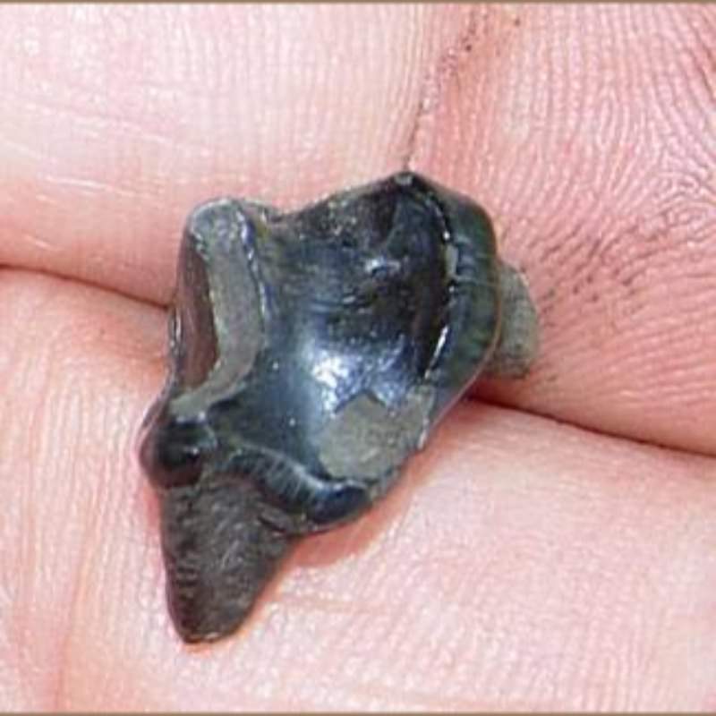 Otter Molar Fossil | Fossils & Artifacts for Sale | Paleo Enterprises | Fossils & Artifacts for Sale