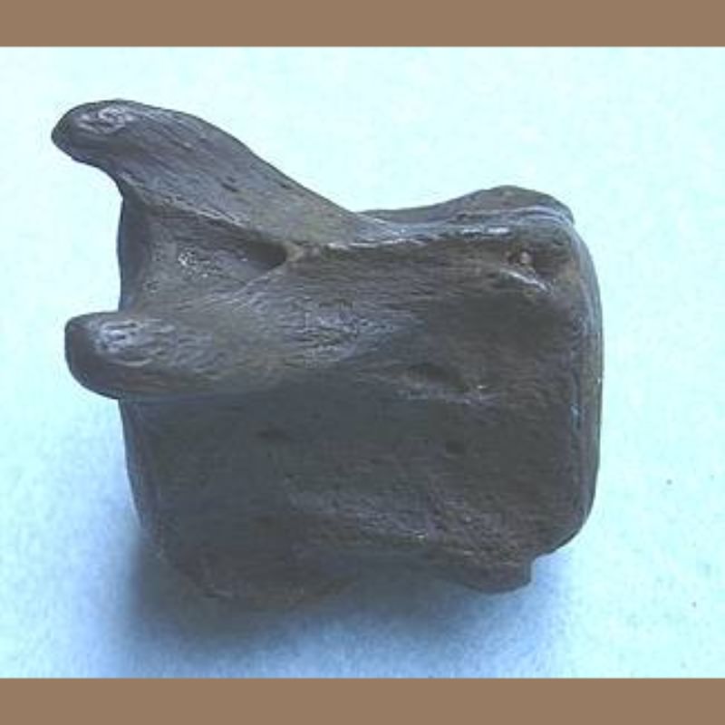 Giant Ground Sloth  Caudal Vertebra Probably | Fossils & Artifacts for Sale | Paleo Enterprises | Fossils & Artifacts for Sale