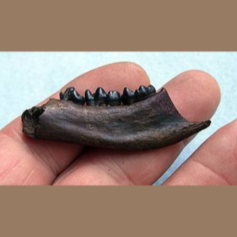 Raccoon Mandible Fossil | Fossils & Artifacts for Sale | Paleo Enterprises | Fossils & Artifacts for Sale