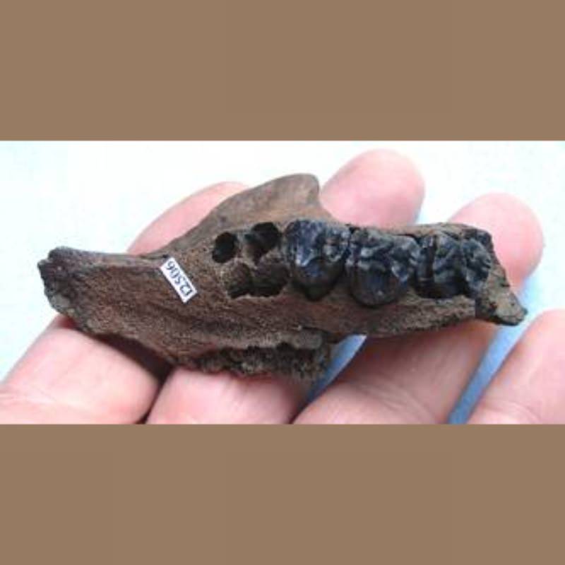 Juvenile Manatee Maxilla Fossil | Fossils & Artifacts for Sale | Paleo Enterprises | Fossils & Artifacts for Sale