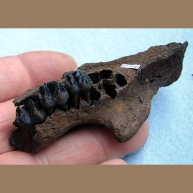 Juvenile Manatee Maxilla Fossil | Fossils & Artifacts for Sale | Paleo Enterprises | Fossils & Artifacts for Sale