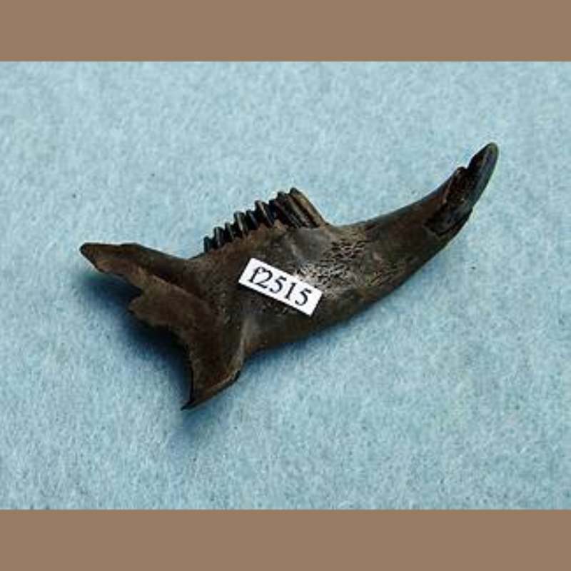 Jackrabbit Mandible Fossil | Fossils & Artifacts for Sale | Paleo Enterprises | Fossils & Artifacts for Sale