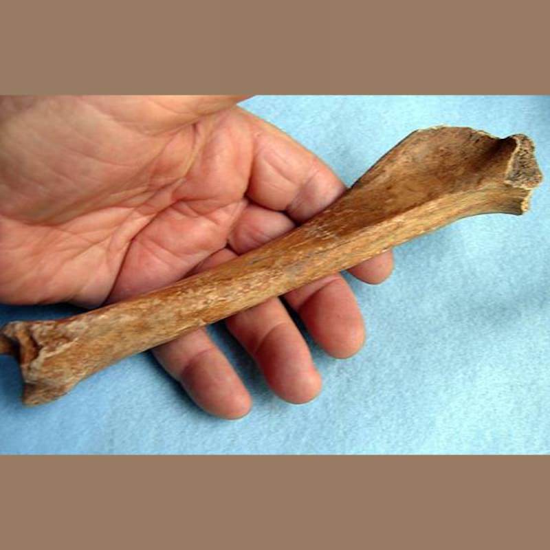 Peccary Tibia Fossil | Fossils & Artifacts for Sale | Paleo Enterprises | Fossils & Artifacts for Sale