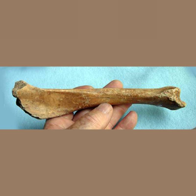 Peccary Tibia Fossil | Fossils & Artifacts for Sale | Paleo Enterprises | Fossils & Artifacts for Sale