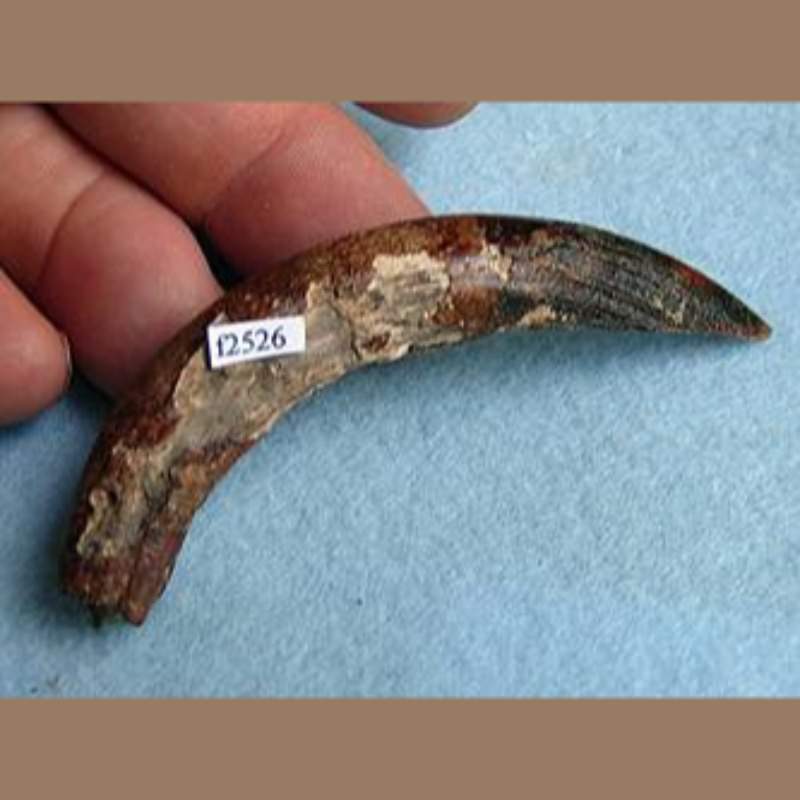 Peccary Canine Fossil | Fossils & Artifacts for Sale | Paleo Enterprises | Fossils & Artifacts for Sale