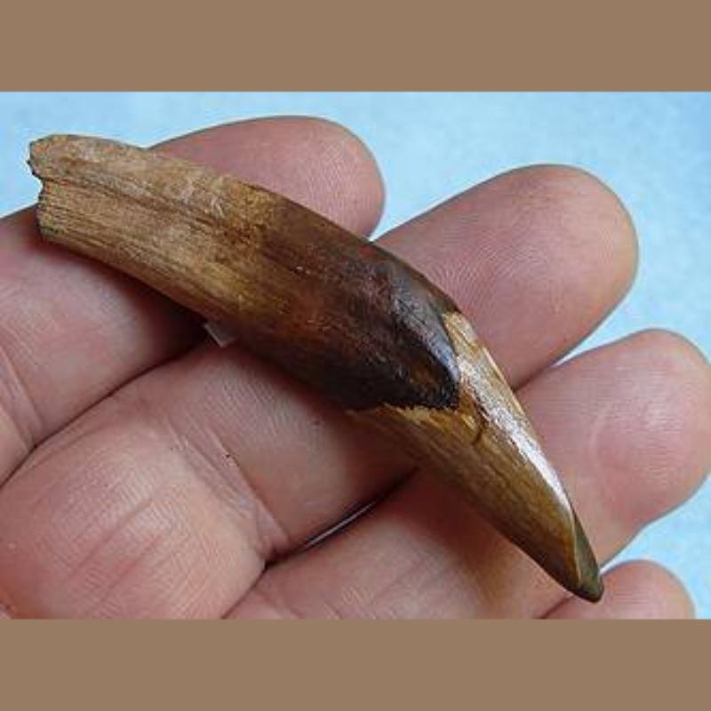 Peccary Canine Fossil | Fossils & Artifacts for Sale | Paleo Enterprises | Fossils & Artifacts for Sale