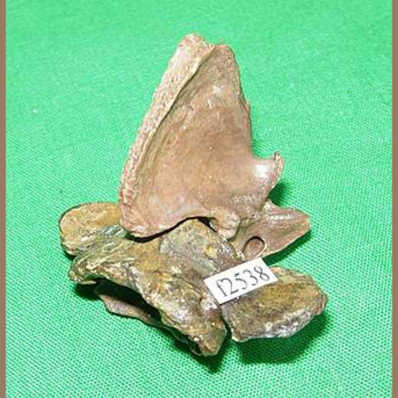 Opossum  Fossil | Fossils & Artifacts for Sale | Paleo Enterprises | Fossils & Artifacts for Sale