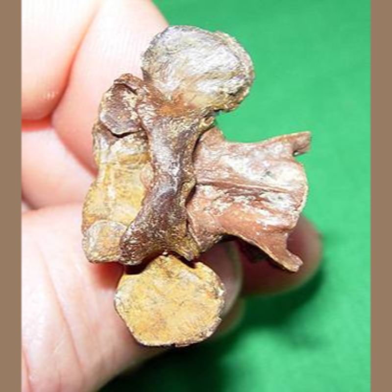 Opossum  Fossil | Fossils & Artifacts for Sale | Paleo Enterprises | Fossils & Artifacts for Sale