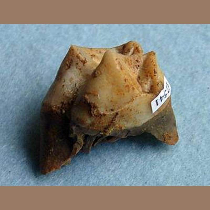 Tapir Tooth Fossil | Fossils & Artifacts for Sale | Paleo Enterprises | Fossils & Artifacts for Sale